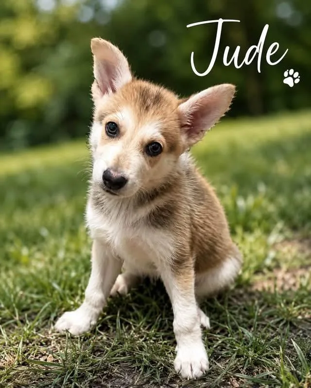 A baby large-sized female Tricolor (Brown, Black, & White) Husky dog named Jude for adoption in Allen, TX