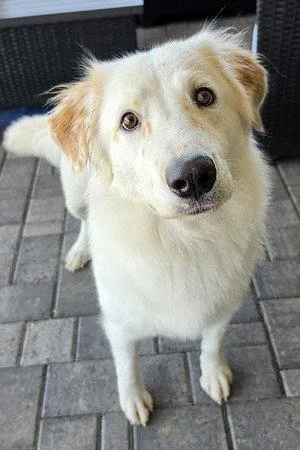 A baby medium-sized female Golden Retriever dog named Lady for adoption in Glendale, AZ