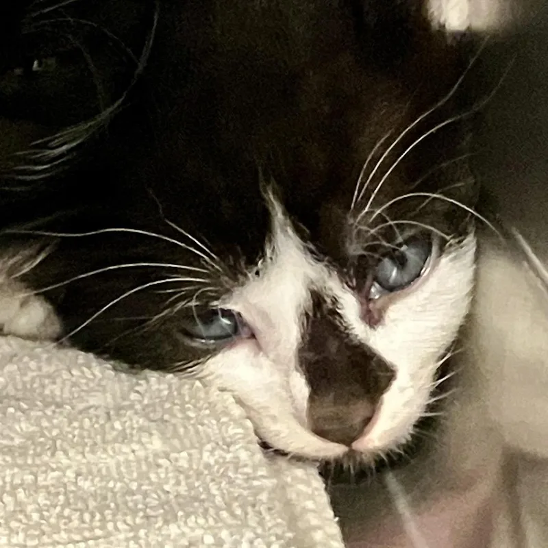 A baby small-sized male Black Domestic Short Hair cat named Sanji for adoption in Port Charlotte, FL