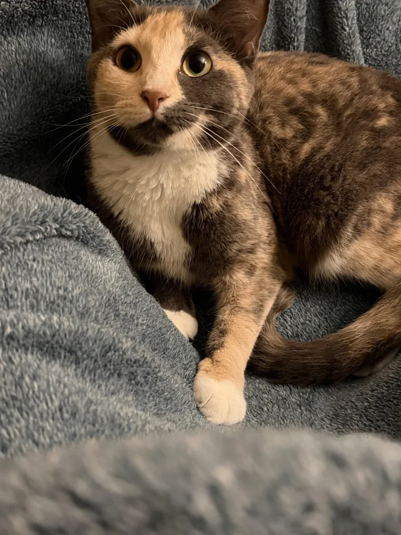 Eponine & Zephyrine BONDED thumbnail 3