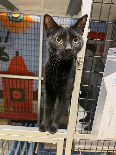An adult medium-sized male Domestic Short Hair cat named Jasper for adoption in Washington, DC