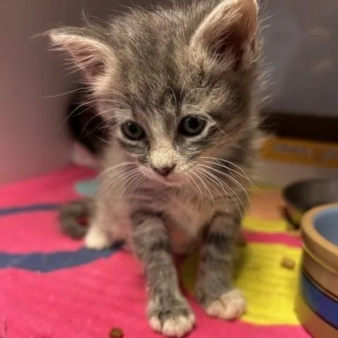 A baby small-sized female Gray & White Domestic Short Hair cat named Ginny for adoption in Margate, FL