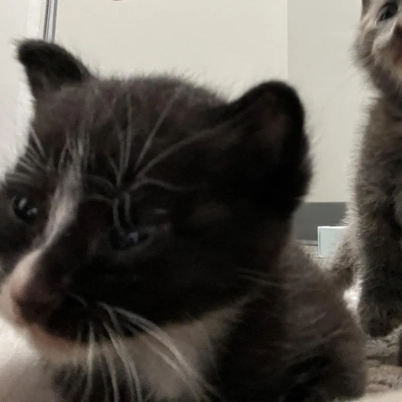 A baby small-sized female Domestic Short Hair cat named Thea for adoption in Richmond Hill, GA