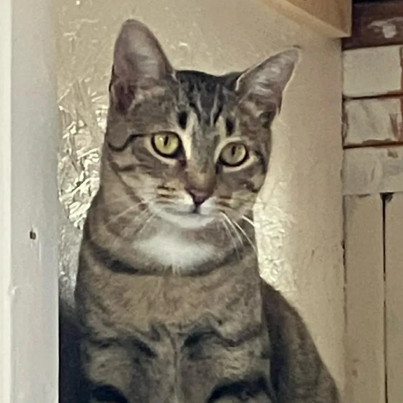 A young medium-sized female Brown / Chocolate Domestic Short Hair cat named Olive for adoption in Bentonville, AR