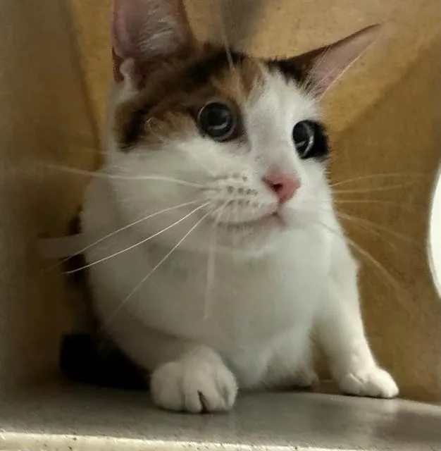 An adult small-sized female Domestic Short Hair cat named Snickers for adoption in Lancaster, CA