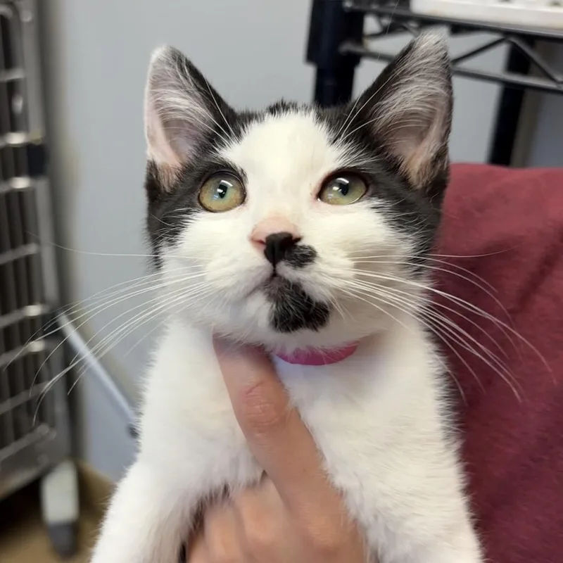 A baby small-sized female White Domestic Short Hair cat named Coral for adoption in Chattanooga, TN