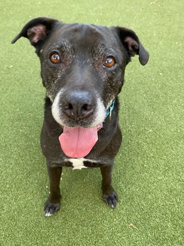 A senior large-sized male Mixed Breed dog named Royce for adoption in Austin, TX