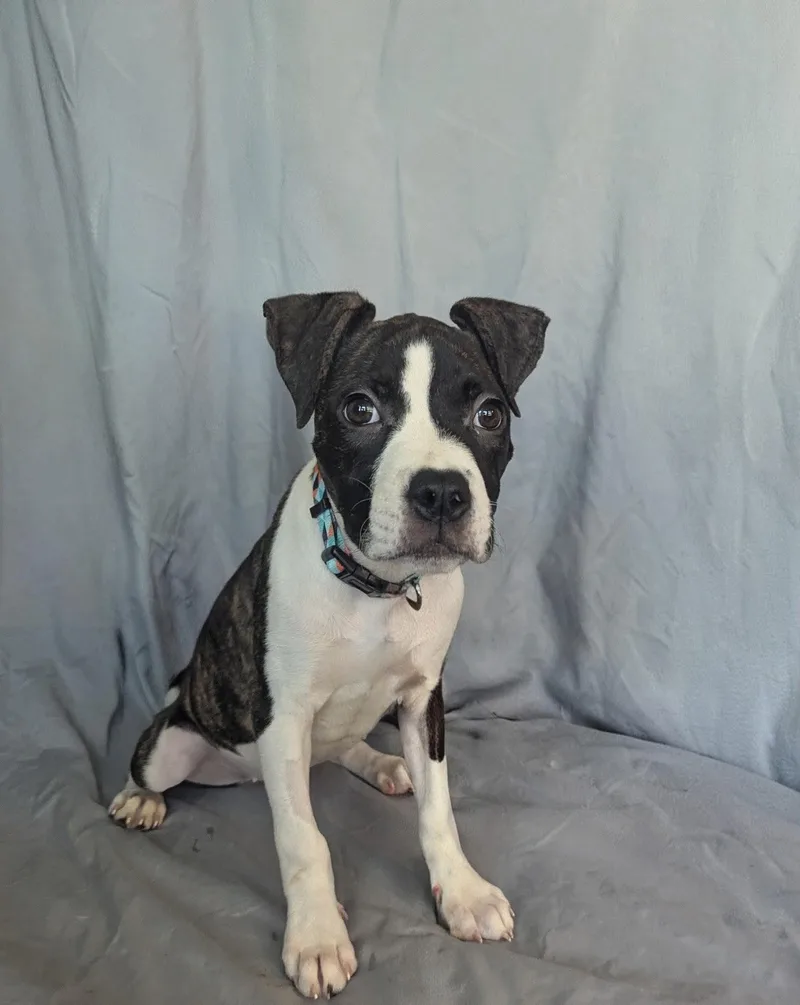 A baby medium-sized female Pit Bull Terrier dog named Princess Donut for adoption in Buffalo, NY