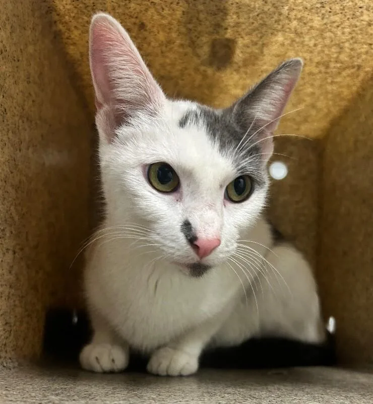 An adult small-sized female White Domestic Short Hair cat named Bread Stick for adoption in Fruit Heights, UT