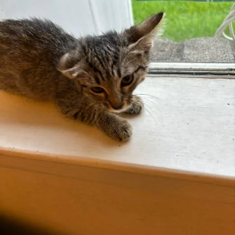 A baby small-sized female Gray / Blue / Silver Domestic Short Hair cat named Colette for adoption in League City, TX