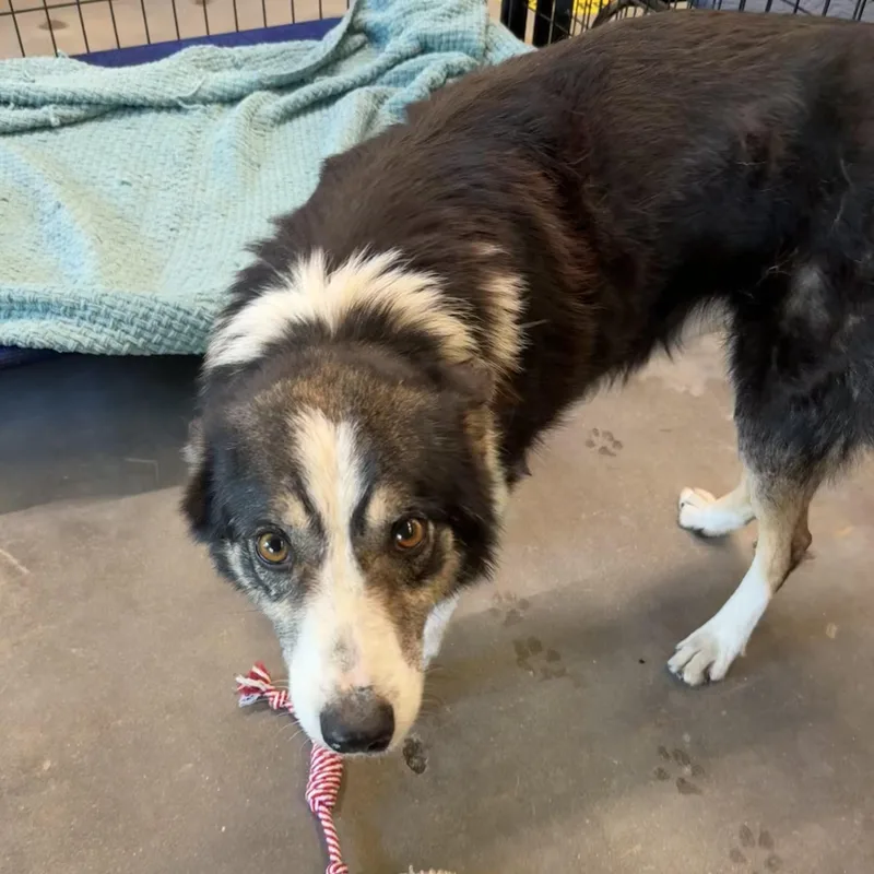 Jack Johnson thumbnail 2