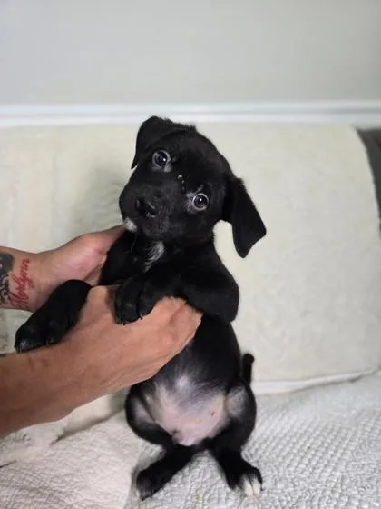 A young medium-sized male Labrador Retriever dog named Colin Bridgerton for adoption in Lawrenceville, GA