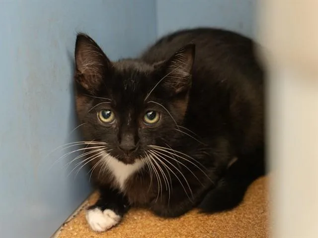 A baby small-sized male Domestic Short Hair cat named Tux for adoption in Martinez, CA