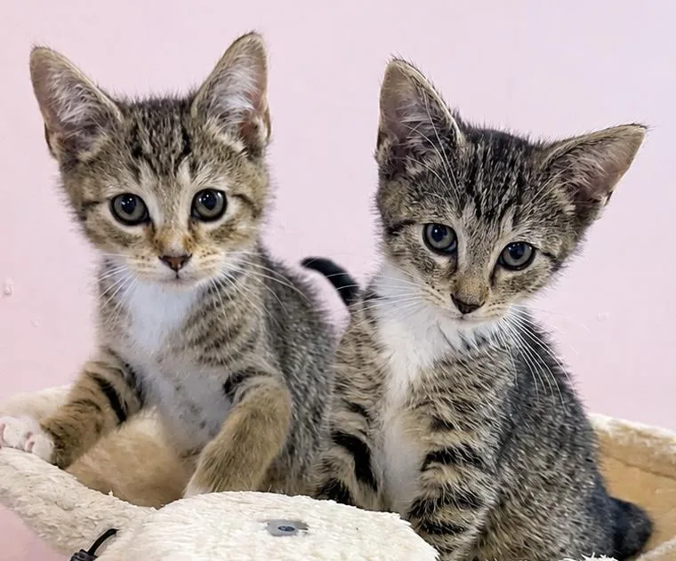 A baby medium-sized male Tabby (Brown / Chocolate) Domestic Short Hair cat named Hendricks for adoption in Lemoyne, PA