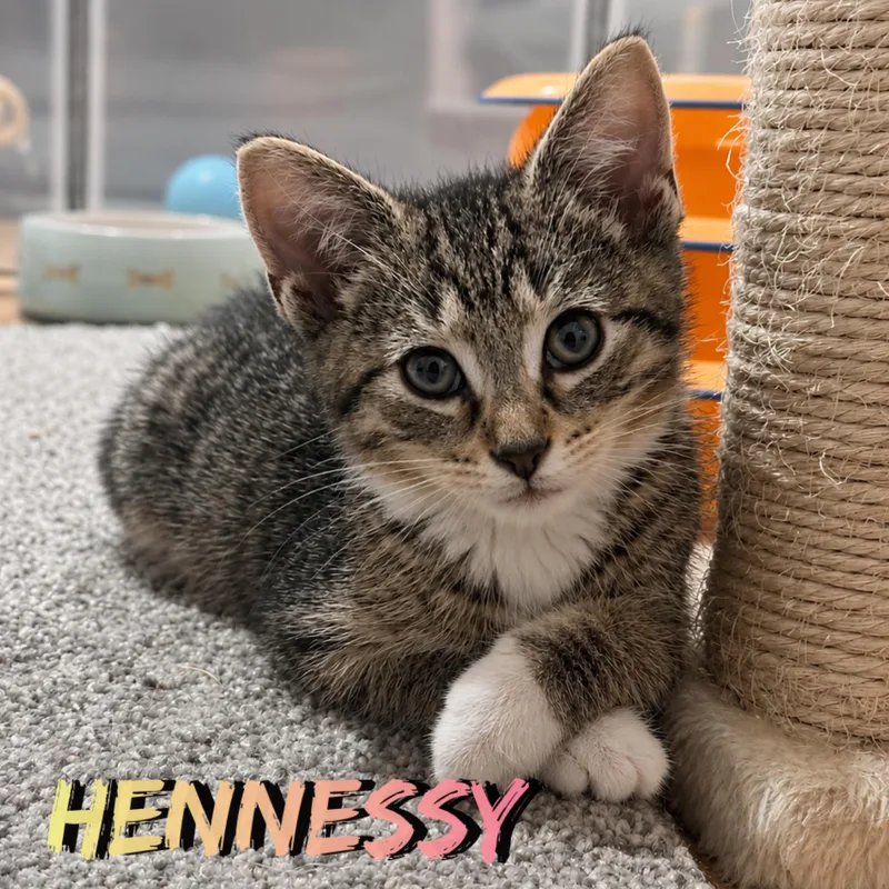Hendricks thumbnail 2