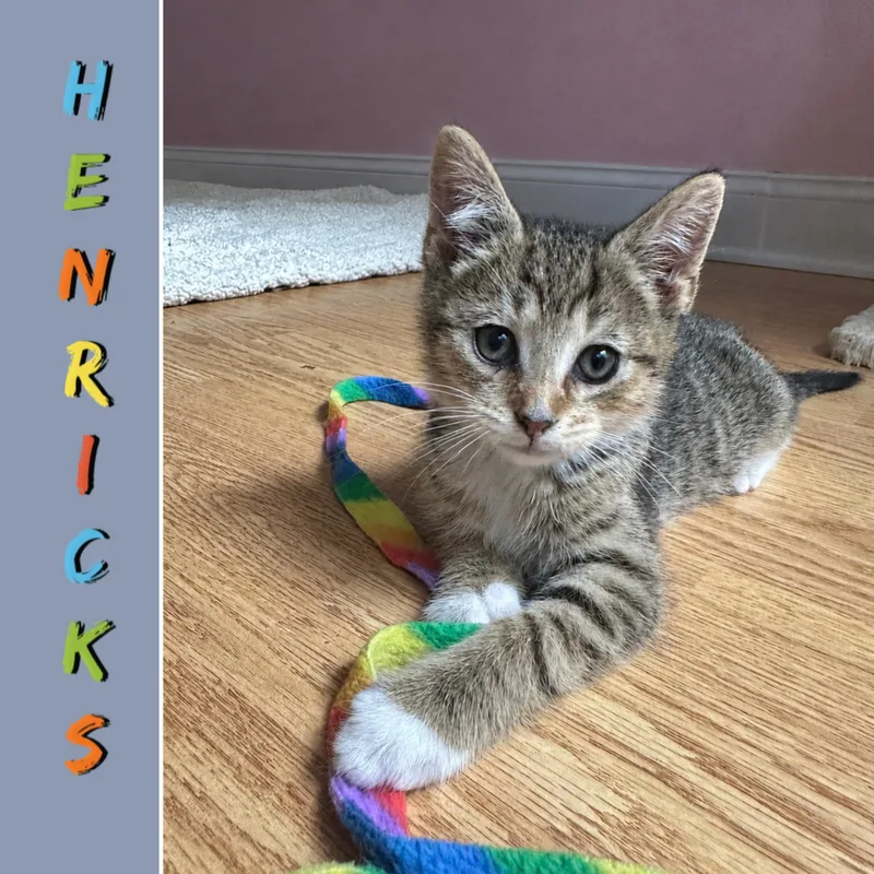 Hendricks thumbnail 4