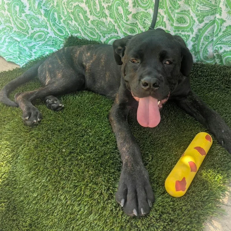 A young medium-sized male Mastiff dog named Pongo for adoption in Idaho Falls, ID