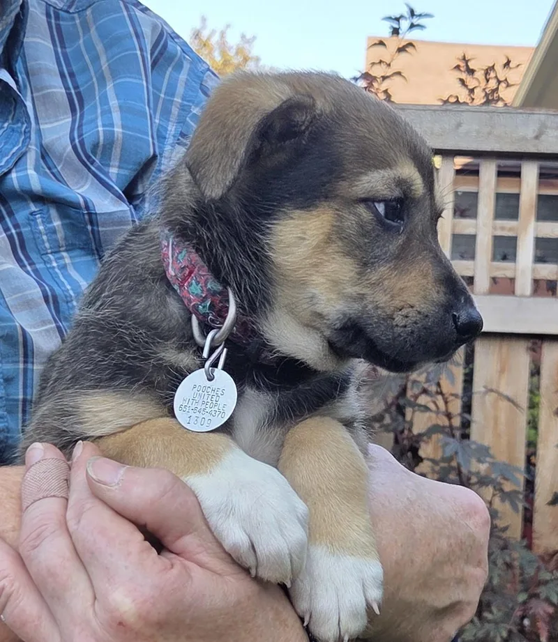 A baby medium-sized male German Shepherd Dog dog named Marshall for adoption in Saint Paul, MN