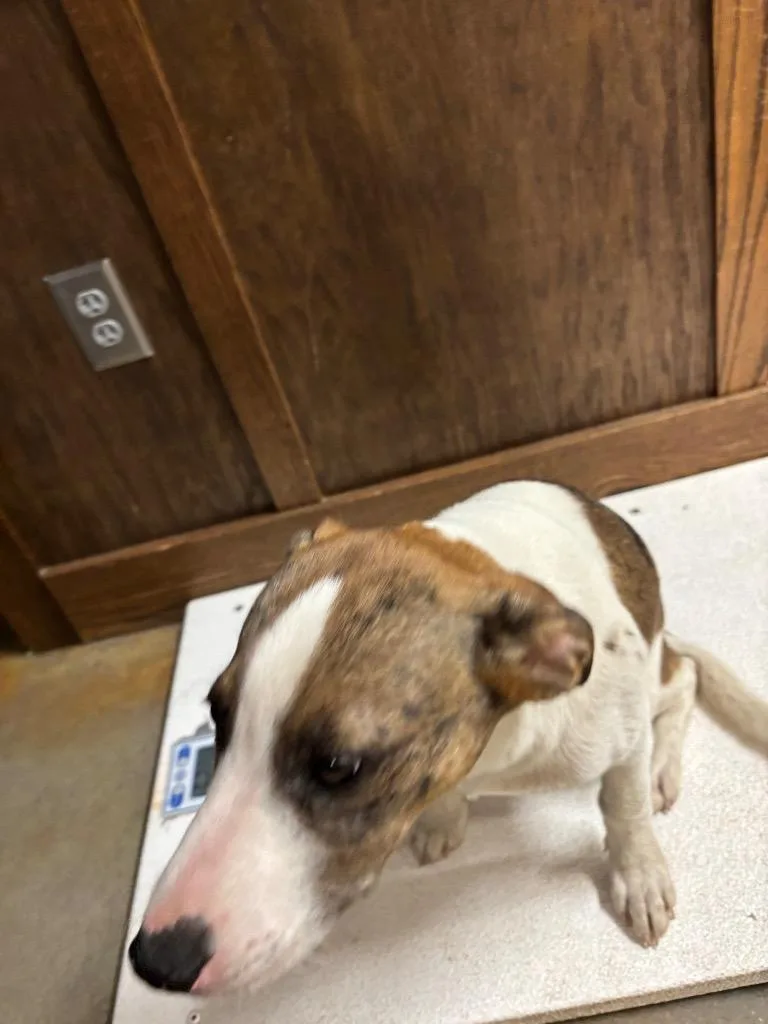 Starbucks thumbnail 4