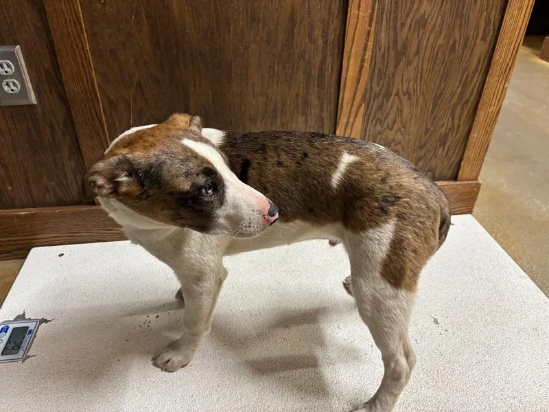 Starbucks thumbnail 6