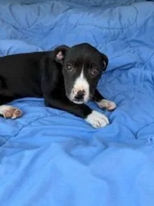 A baby medium-sized female Labrador Retriever dog named Charlee for adoption in Brookhaven, MS