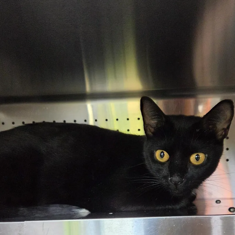 An adult medium-sized female Black Domestic Short Hair cat named Gloria for adoption in Asheville, NC