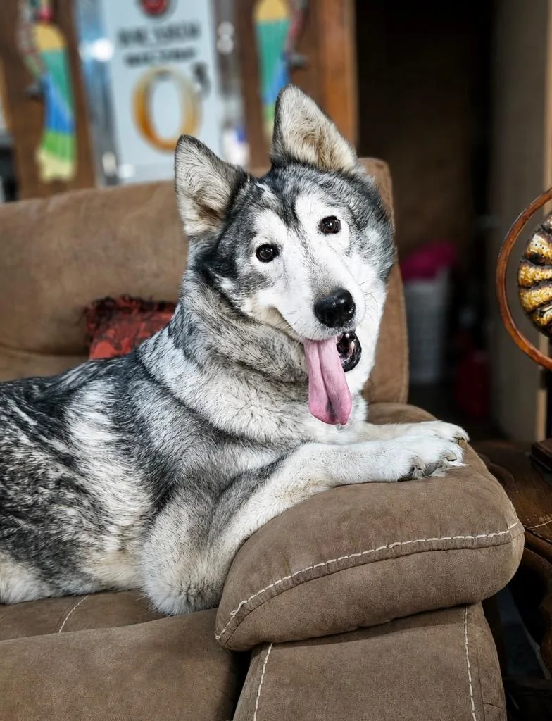 A senior large-sized female Siberian Husky dog named Cindy Lou for adoption in Princeton, MA