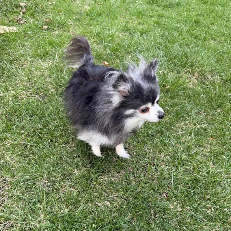 Paco  Home to thumbnail 2