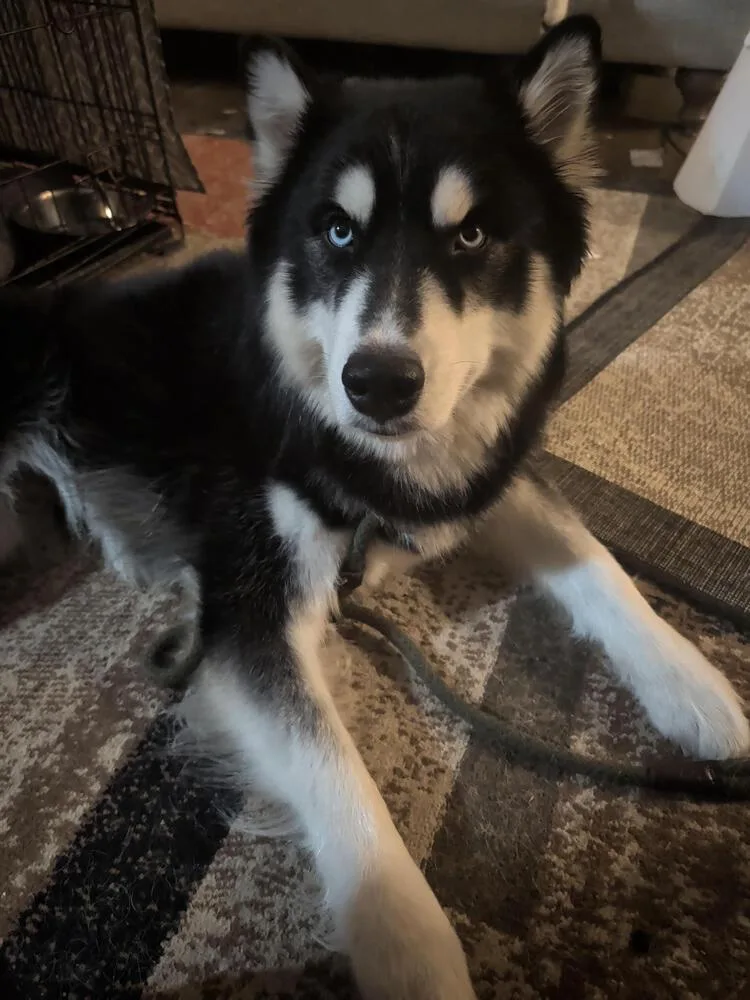 Oreo