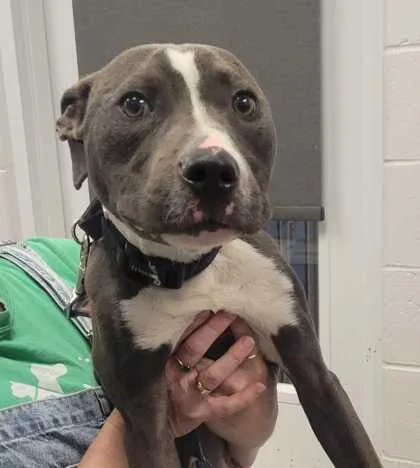 A young medium-sized male Gray / Blue / Silver Pit Bull Terrier dog named Julio for adoption in Kansas City, MO