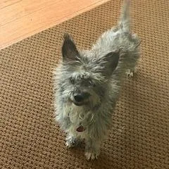 Sweet Potato Casserole