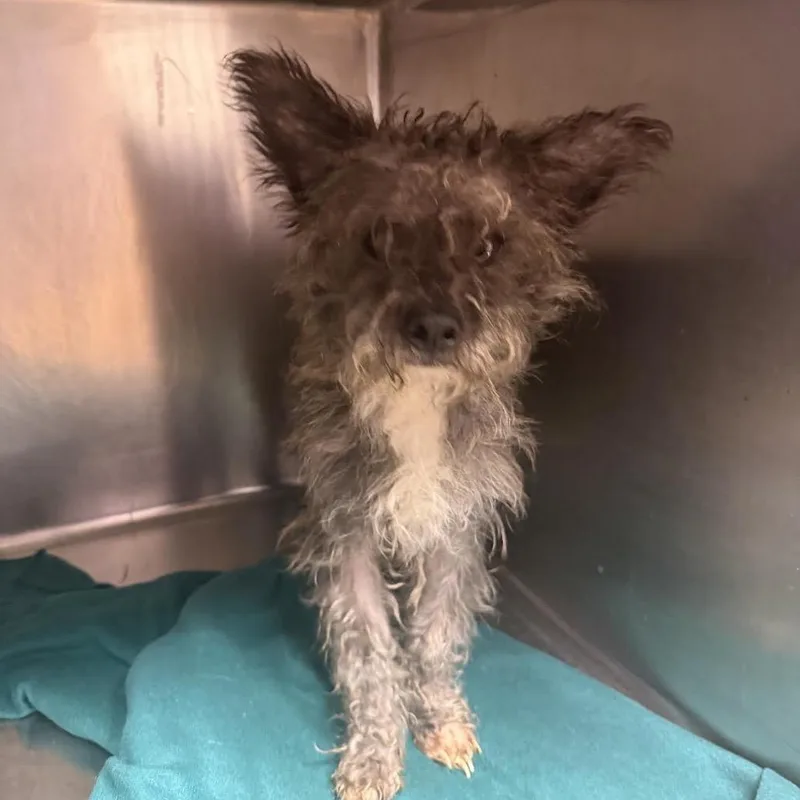 Sweet Potato Casserole thumbnail 2