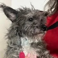 Sweet Potato Casserole thumbnail 3