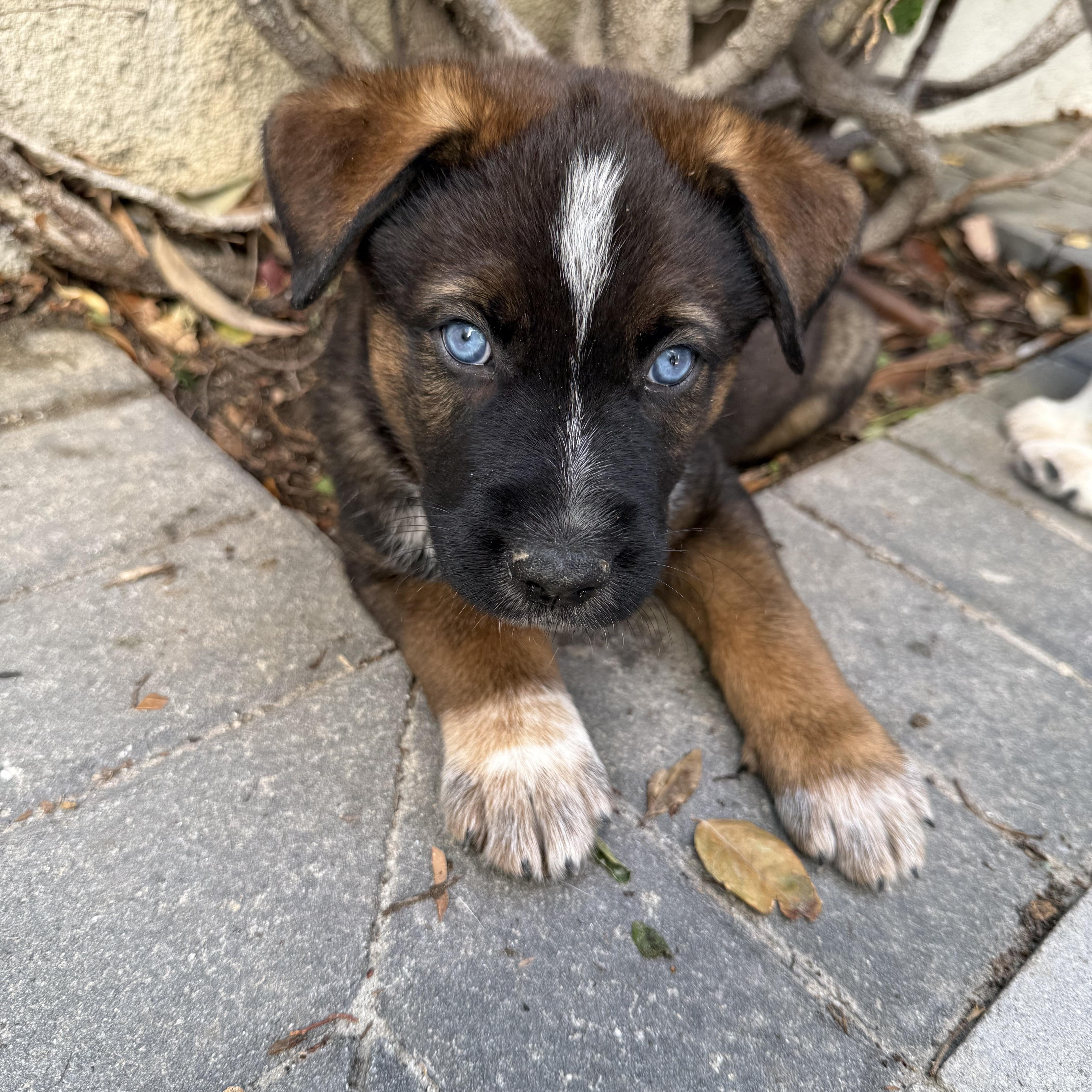 A baby large-sized male Tricolor (Brown, Black, & White) Cattle Dog dog named Pebble for adoption in West Hollywood, CA