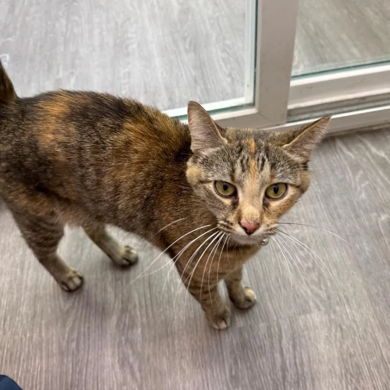 A young medium-sized female Torbie Domestic Short Hair cat named Lucky for adoption in Waco, TX