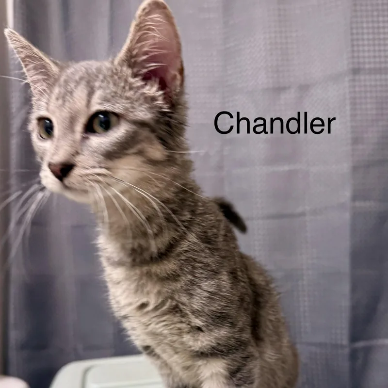 A young medium-sized male Tabby (Gray / Blue / Silver) Domestic Short Hair cat named Chandler for adoption in SNOW HILL, NC