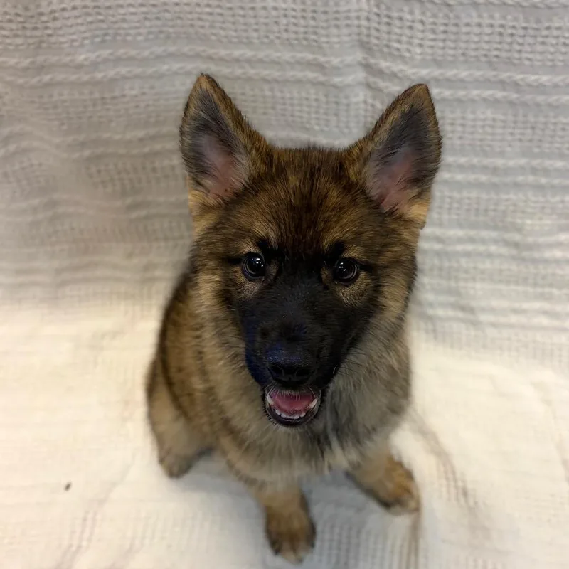 A baby small-sized female Brown / Chocolate German Shepherd Dog dog named Katniss for adoption in Hawthorne, CA