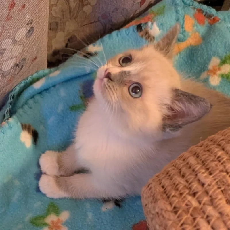 A baby small-sized female Gray / Blue / Silver Siamese cat named Little A for adoption in Calimesa, CA