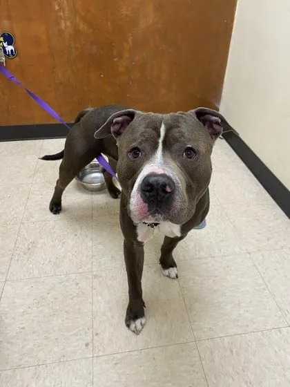 An adult large-sized male Pit Bull Terrier dog named Frankfurter for adoption in Burlington, WA