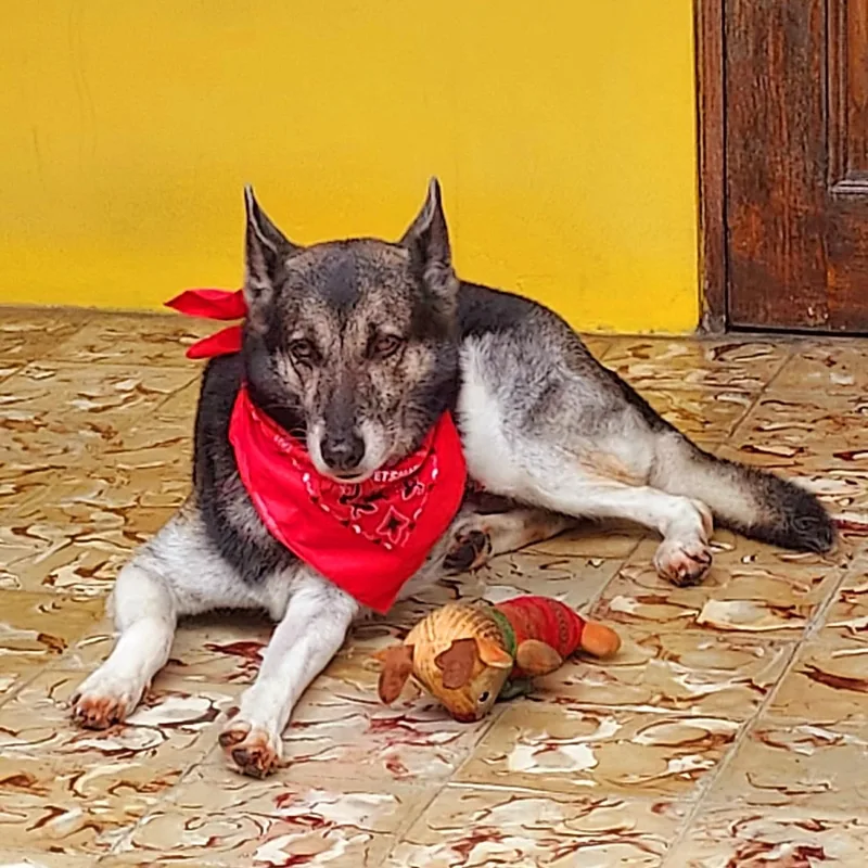 Saphira "pretty For You."