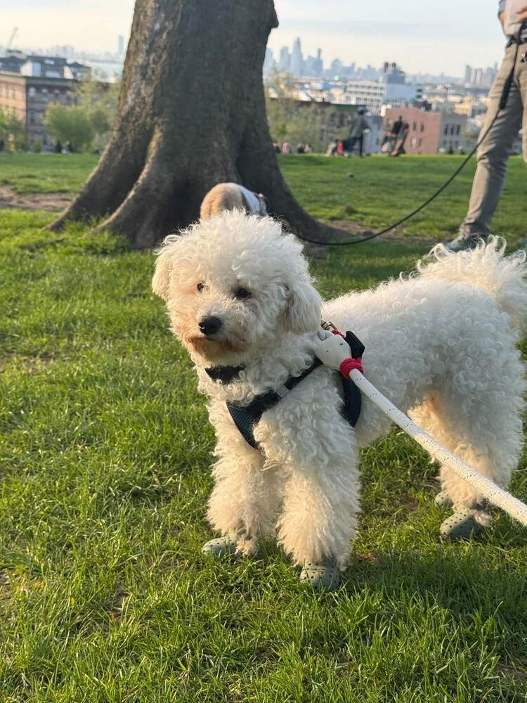 An adult small-sized female White / Cream Bichon Frise dog named Shania for adoption in Long Island City, NY