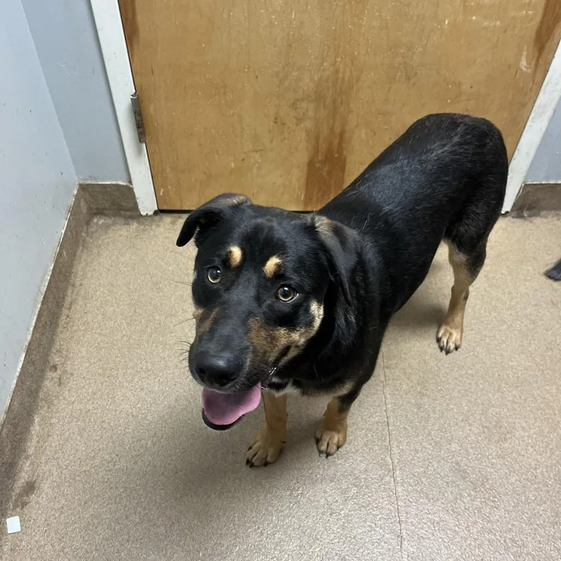An adult medium-sized male Black Mixed Breed dog named Johnny Cash for adoption in Chattanooga, TN
