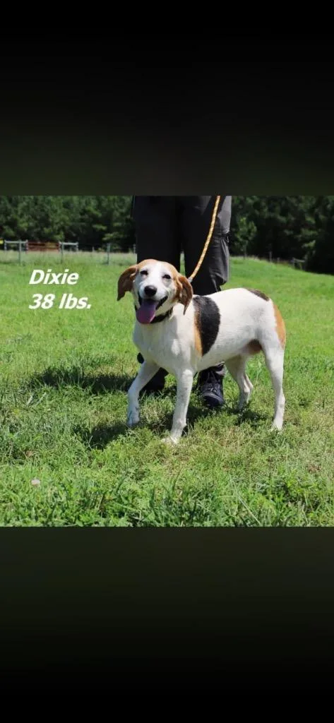 Dixie thumbnail 2