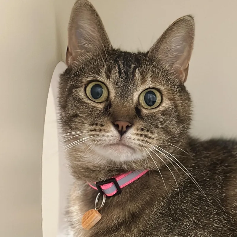 An adult medium-sized male Domestic Short Hair cat named Waffles for adoption in Victor, NY