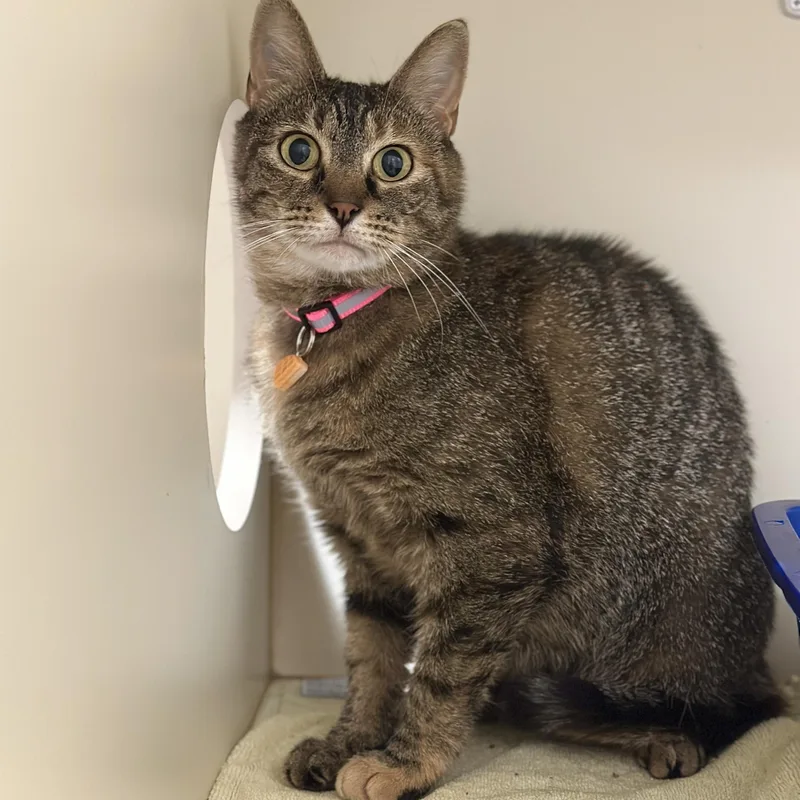 Waffles thumbnail 2