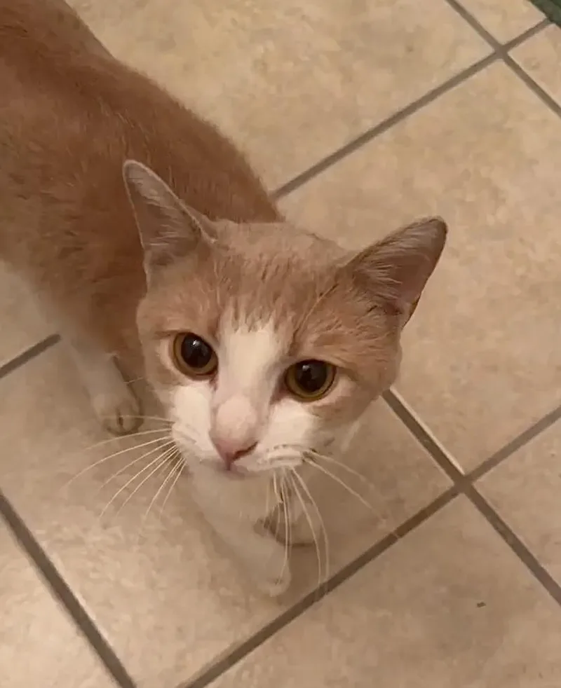 A young small-sized male Domestic Short Hair cat named Colby for adoption in Tulsa, OK