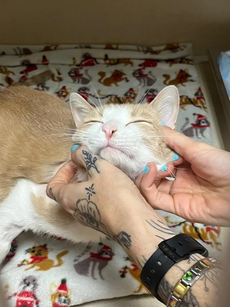 Colby thumbnail 6