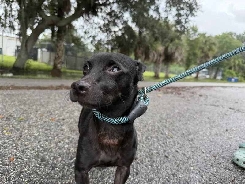 An adult large-sized male Black Chihuahua dog named Stu for adoption in Lakeland, FL
