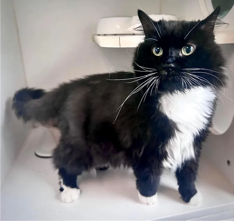An adult medium-sized female Domestic Long Hair cat named Karissa for adoption in Gettysburg, PA