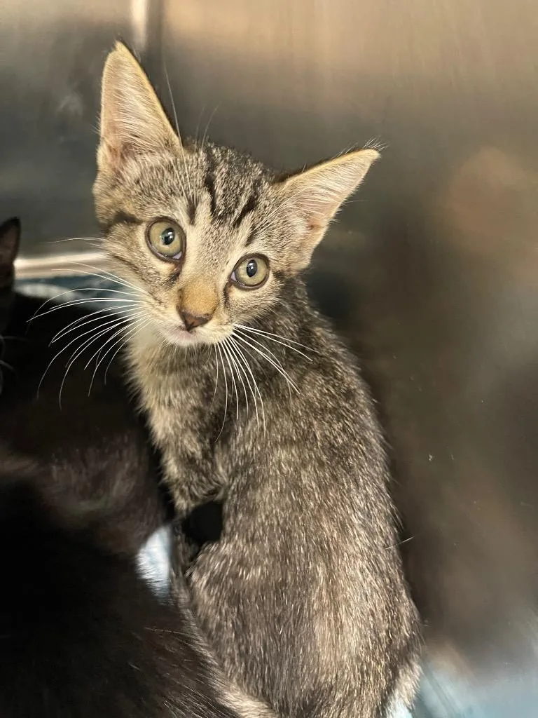 A baby small-sized male Domestic Short Hair cat named Grim for adoption in Belton, TX